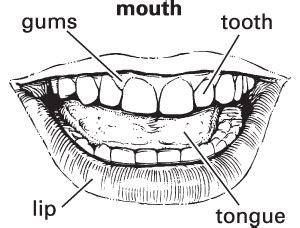 intricate mouth meaning.